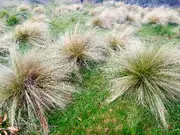 Tussock / LANDSCAPING Grass - Poa Labillardieri *Native* seeds
