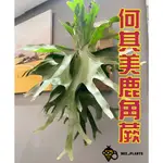 🐝BEE_PLANTS 台中鹿角蕨  2.5吋何其美鹿角蕨 18種原生種