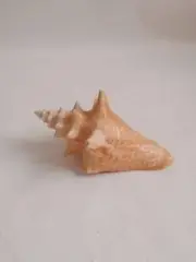 Natural Conch Shell dragon head snail 10cm