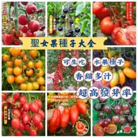 在飛比找蝦皮購物優惠-🍓【免運大熱銷】【蝦皮熱銷】番茄種子大全 西紅柿種子 蔬菜種