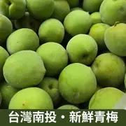 【仙菓園】南投信義鄉 新鮮青梅 5斤±10%