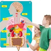 Human Body Parts Model Felt Boards Kits for Toddler Kids, Felt Crafts Teaching Poster Toy for Sensory Activities Teacher Daycare Supplies