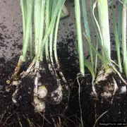 Buy Perennial Leek for Sale - (Allium ampeloprasum)