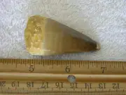 Dinosaur fossil teeth Jumbo Mosasaurus FD12