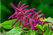 AMARANTH 'Pygmy Torch' / Foxtail amaranth / Tassel Flower seeds