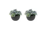 2x Urban Silver Falls Dichondra 13cm Artificial Potted Plant Fake Decor Green