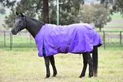 Pindar Pro Padded Rug - Horse Rug