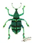 Eupholus Schoenherrii Weevil Beetle A-SET x1 Entomology NOT PERFECT T2 not LIVE