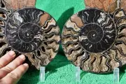 Dinosaur PAIR BLACK Ammonite 1 IN 100 XXXLG 200mm 110myo FOSSIL 8.0" 3711axx