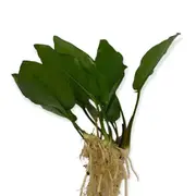 Anubias Isabelle For Fish Shrimp Snail Tank Aquarium