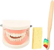 PLAFOPE Boys and Girls Toothbrush Set Teeth Model Kit for Educational Health Study Realistic Model for Boys and Girls Random Color