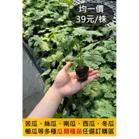 在飛比找蝦皮購物優惠-(預購制)南瓜苗|絲瓜苗|櫛瓜苗|苦瓜苗|冬瓜苗|西瓜苗|小