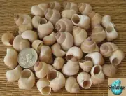 1/3 CUP- BABY INDIAN LAND SNAIL SEA SHELLS 1" & UNDER - CRAFT/SMALL HERMIT CRABS