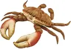 BH6312 HANSA crab orange 35cm