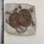 Unique Real Turtle Fossil Rare Chinese Best Triassic Keichousaurus Collection