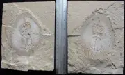 Cyclobatis 30 Stingray - Both Sides Zero Paint 100 Million Years Fossils Lebanon