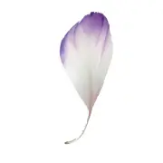 Stripped Goose Nagoire Feathers 10 grams - White/Purple Ombre