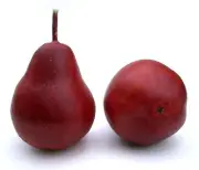 Artificial Red Bartlett Pear Fake Pear, Box of 12
