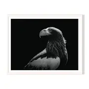 Eagle Eye Framed Wall Art - White