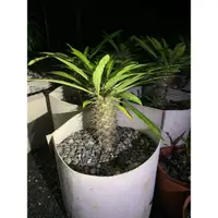 在飛比找蝦皮購物優惠-非洲矮種霸王樹Pachypodium lamerei var