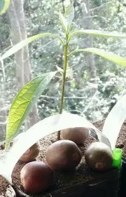 1 HASS DWARF COLDHARDY AVOCADO SEEDS ORGANIC NON-GMO SEED to SPROUT 4 WEEKS!