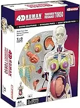 4D Transparent Pregnancy Torso Model,Human Anatomy Skeleton Torso Model,Removable 41 Parts,for Preschool and School Education Display