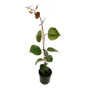 140mm Silver Princess - Eucalyptus caesia