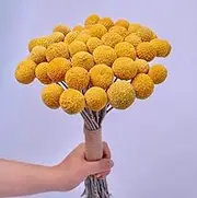 TooGet Natural Craspedia Dried Flowers Yellow Billy Buttons Balls Bouquet Bundles, Real Freshly Harvested Dry Plant Bunch Arrangements Decorate for Home Crafts, Party, Wedding, Store