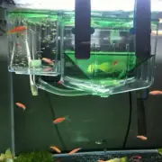Aquarium Fish Hatchery Box Isolation Box Spawning Box Y8N5 U2P1 G5M4 T8Y6 AU