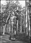 Western Australia Car in Karri Forest, Pemberton, Western Australi - Old Photo