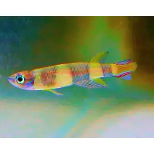 【成崧水族,10送1】斑節鱂 斑節鱂魚 小型魚 熱帶魚 觀賞魚