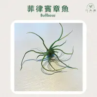 在飛比找蝦皮購物優惠-三木空鳳農場出品 bulbosa 章魚 菲律賓 大肚多葉型 