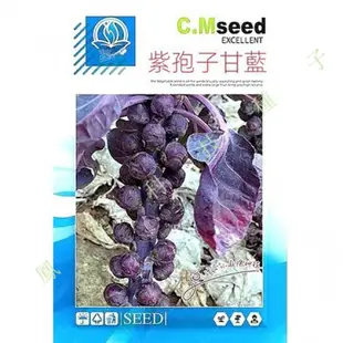 🌿鳳鳴🌱紫色孢子甘藍種子紫抱子甘藍種子紅抱子甘藍蔬菜種籽綠色甘藍種子 種子 種籽