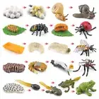 Animal Life Cycle Children Toys Life Cycle Figurine Simulation Plant Model