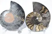 Large Black Ammonite PAIR Crystals 110myo FOSSIL XXL 160mm 6.3" 9519bb