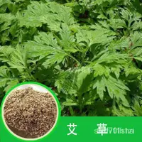 在飛比找蝦皮購物優惠-『藥食同源』艾草種子 驅蚊草 艾蒿香艾種子 大葉艾草 小葉艾