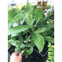 在飛比找蝦皮購物優惠-『525生態植物園』馬藍 枯葉蝶，黑擬蛺蝶，眼紋擬蛺蝶食草或