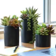 Plants Artificial (3 Pack) - Indoor Fake Succulents with Black Pot