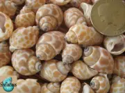 1/2 CUP OF BABY BABYLONIA SEA SHELLS 1-1/8" & UNDER - CRAFT/SMALL HERMIT CRABS