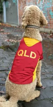 QLD Maroons Rugby Dog Jersey shirt xsmall 20cm to xxlarge 50cm labs, staffy -new