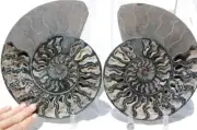 Large Black Ammonite Pair Crystals 273mm 110myo Dino age Fossil XXL 10.7" 1534bb