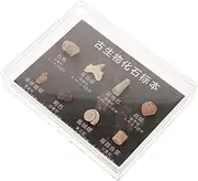 ULTECHNOVO Educational Decor Set Paleontological Models Props Science Teaching Ornaments Collectible Specimen Decor