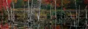 ShelfScapes #1929 Fall #3 10" x 30" Diorama Backdrop For Toy Soldiers