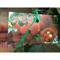 在飛比找蝦皮購物優惠-花花世界-水果苗**紅毛丹(實生苗) ** 4吋盆/高30c