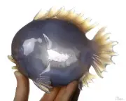 6.7" Agate Geode Hand Carved Crystal Fish Sculpture, Crystal Healing