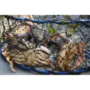 Collapsible Crab Pot With Drawstring Closure Heavy Duty Fishing Boating 4 Tunnel