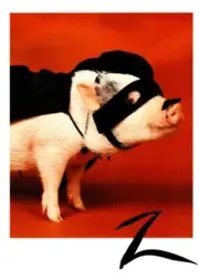 Funny Happy Halloween Secret Admirer Pig Costume Zorro Greeting Card Card