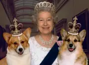 The Queen With Two of her Corgis's with Crowns on their Heads 8X10 Quality NEW!