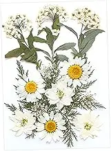 Dried Pressed Flowers Dry Leaves Kits for Scrapbooking Envelopes Bookmarking White