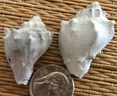 2 MELONGENA SARASOTAENSIS FLORIDA FOSSIL SHELLS - EXTINCT